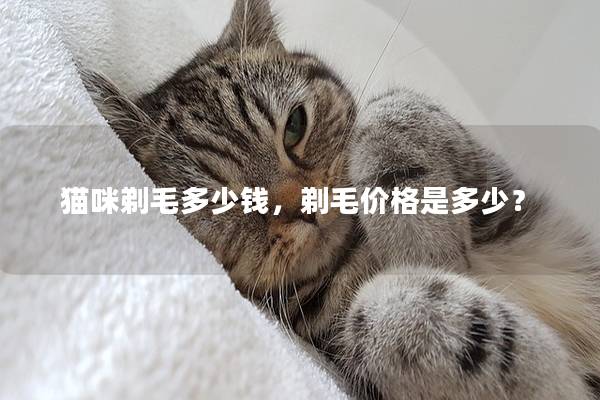 猫咪剃毛多少钱，剃毛价格是多少？