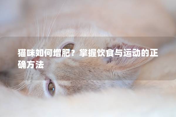 猫咪如何增肥？掌握饮食与运动的正确方法