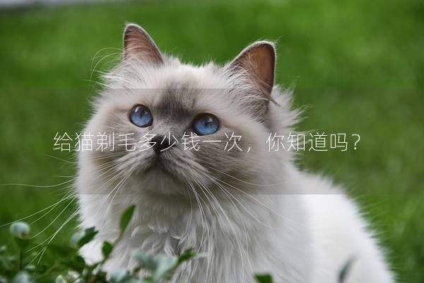 给猫剃毛多少钱一次，你知道吗？