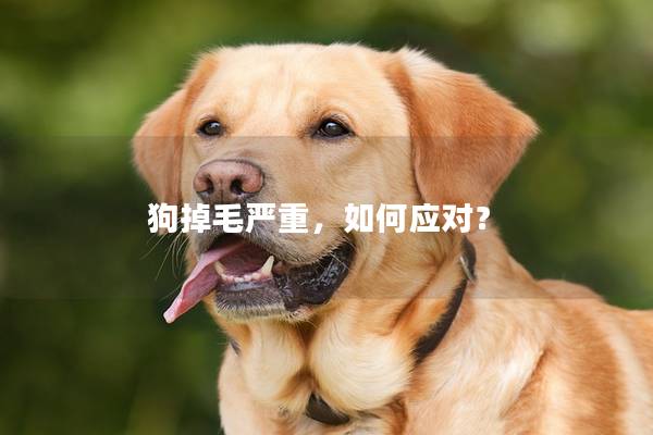 狗掉毛严重，如何应对？