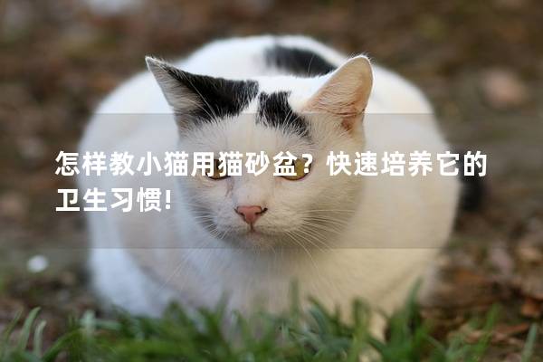 怎样教小猫用猫砂盆？快速培养它的卫生习惯!