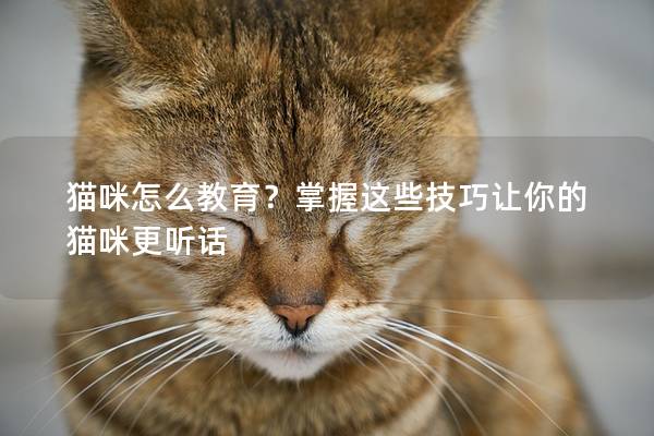 猫咪怎么教育？掌握这些技巧让你的猫咪更听话