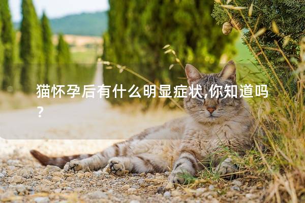 猫怀孕后有什么明显症状,你知道吗？