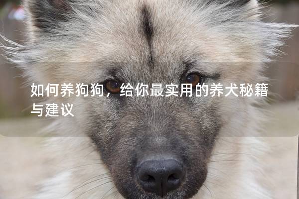 如何养狗狗，给你最实用的养犬秘籍与建议