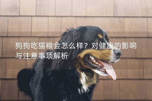 狗狗吃猫粮会怎么样？对健康的影响与注意事项解析