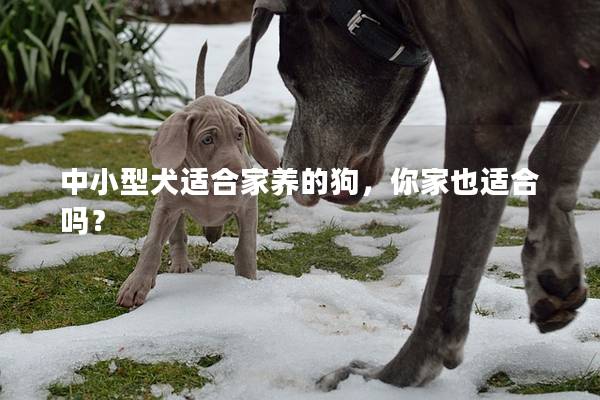 中小型犬适合家养的狗，你家也适合吗？