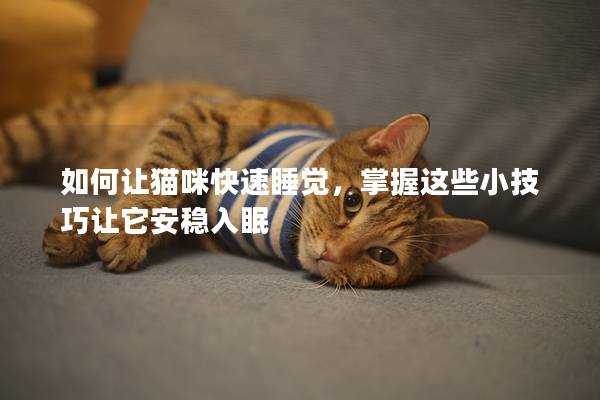 如何让猫咪快速睡觉，掌握这些小技巧让它安稳入眠