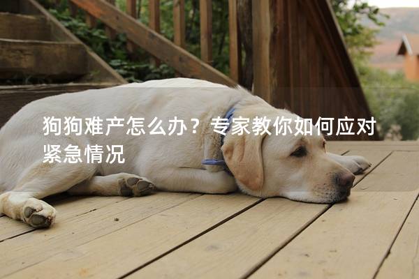 狗狗难产怎么办？专家教你如何应对紧急情况