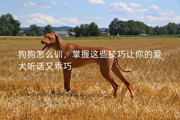 狗狗怎么训，掌握这些技巧让你的爱犬听话又乖巧