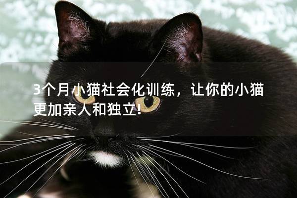 3个月小猫社会化训练，让你的小猫更加亲人和独立!