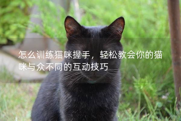 怎么训练猫咪握手，轻松教会你的猫咪与众不同的互动技巧