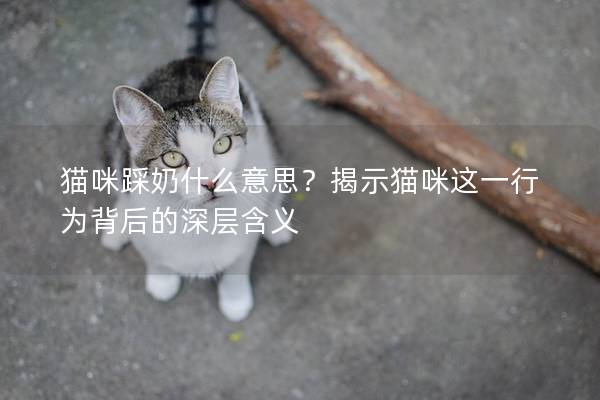 猫咪踩奶什么意思？揭示猫咪这一行为背后的深层含义