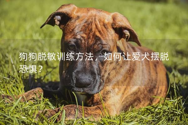 狗狗脱敏训练方法，如何让爱犬摆脱恐惧？