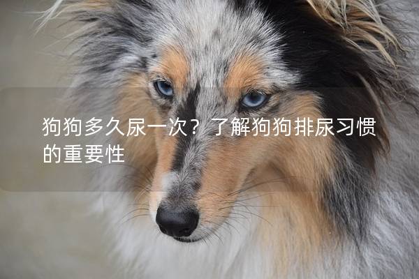 狗狗多久尿一次？了解狗狗排尿习惯的重要性