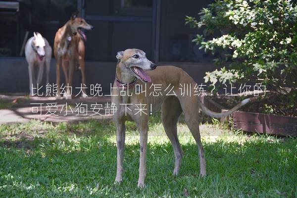 比熊幼犬晚上乱叫怎么训练？让你的可爱小狗安静下来!