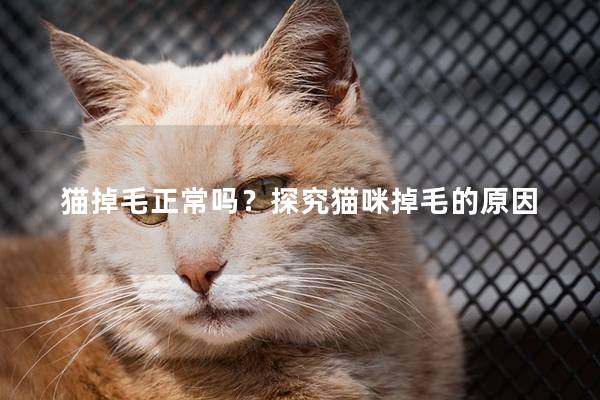 猫掉毛正常吗？探究猫咪掉毛的原因