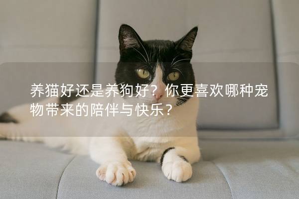 养猫好还是养狗好？你更喜欢哪种宠物带来的陪伴与快乐？