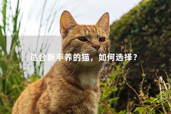 适合新手养的猫，如何选择？