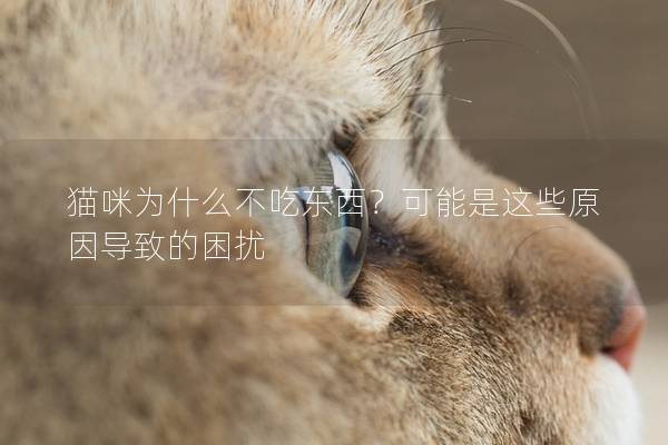 猫咪为什么不吃东西？可能是这些原因导致的困扰