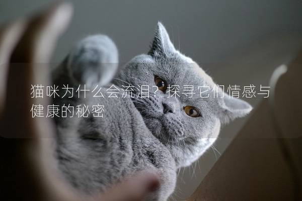 猫咪为什么会流泪？探寻它们情感与健康的秘密