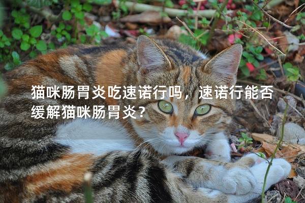 猫咪肠胃炎吃速诺行吗，速诺行能否缓解猫咪肠胃炎？