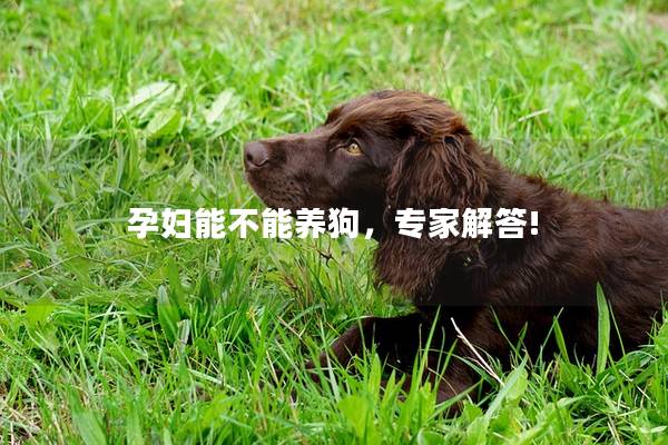 孕妇能不能养狗，专家解答!