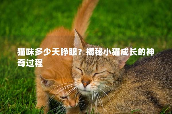 猫咪多少天睁眼？揭秘小猫成长的神奇过程