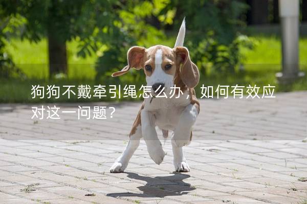 狗狗不戴牵引绳怎么办，如何有效应对这一问题？