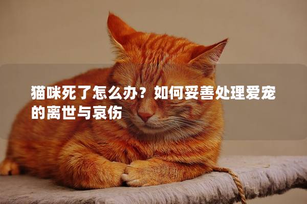 猫咪死了怎么办？如何妥善处理爱宠的离世与哀伤