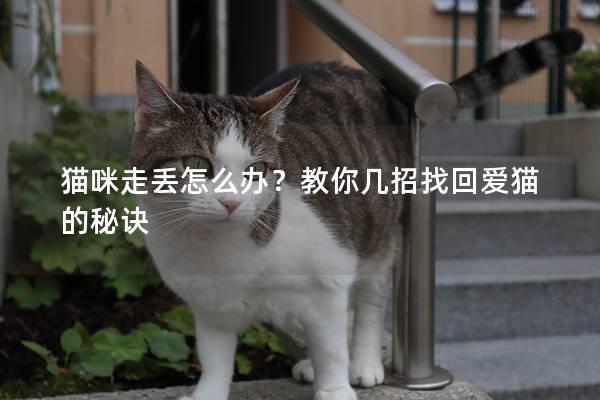 猫咪走丢怎么办？教你几招找回爱猫的秘诀