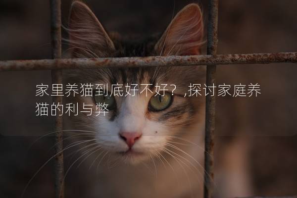 家里养猫到底好不好？,探讨家庭养猫的利与弊