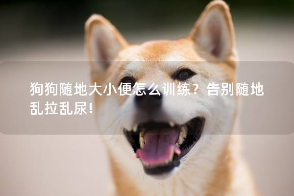 狗狗随地大小便怎么训练？告别随地乱拉乱尿!