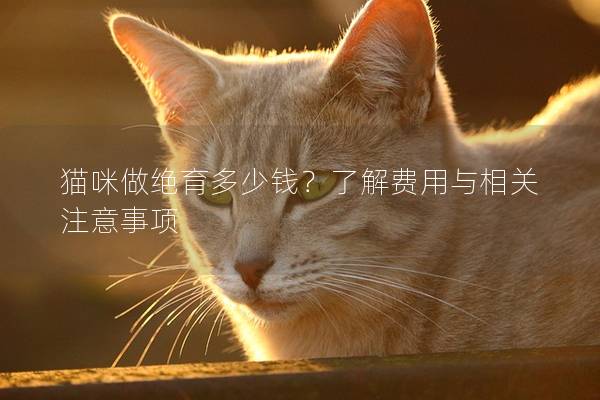 猫咪做绝育多少钱？了解费用与相关注意事项