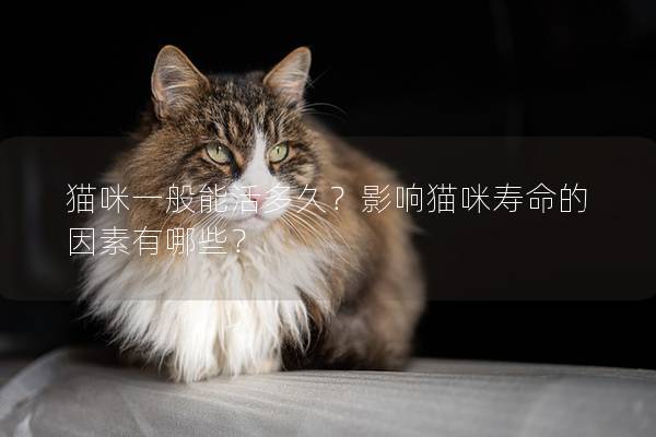 猫咪一般能活多久？影响猫咪寿命的因素有哪些？