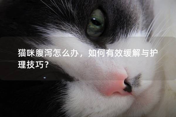 猫咪腹泻怎么办，如何有效缓解与护理技巧？