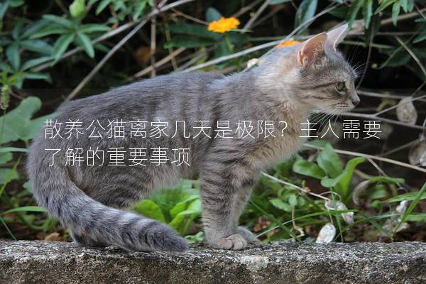 散养公猫离家几天是极限？主人需要了解的重要事项