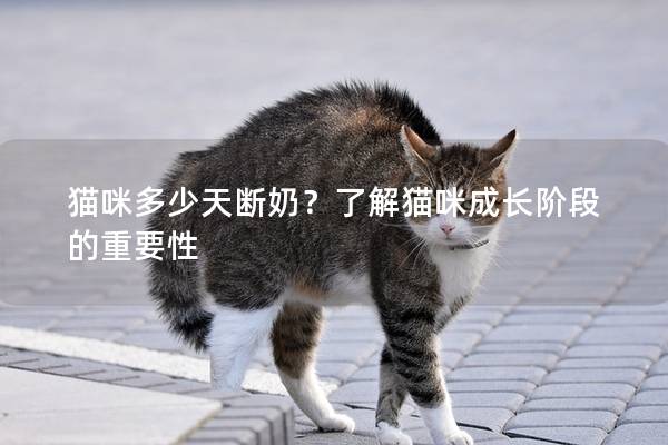 猫咪多少天断奶？了解猫咪成长阶段的重要性