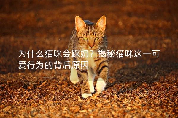 为什么猫咪会踩奶？揭秘猫咪这一可爱行为的背后原因