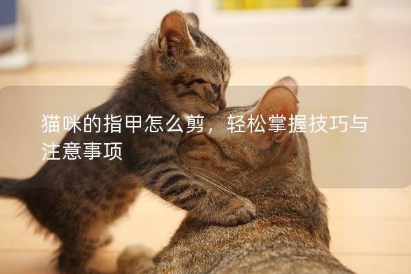 猫咪的指甲怎么剪，轻松掌握技巧与注意事项