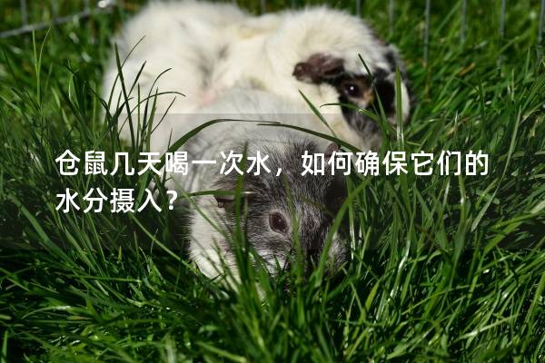 仓鼠几天喝一次水,如何确保它们的水分摄入? 仓鼠几天喝一次水,如何确保它们的水分摄入?
