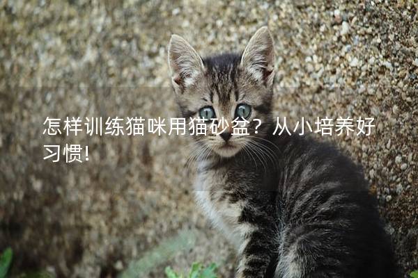 怎样训练猫咪用猫砂盆？从小培养好习惯!