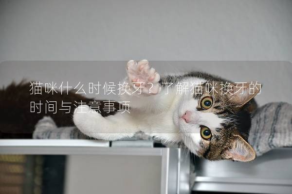 猫咪什么时候换牙？了解猫咪换牙的时间与注意事项