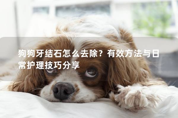 狗狗牙结石怎么去除？有效方法与日常护理技巧分享