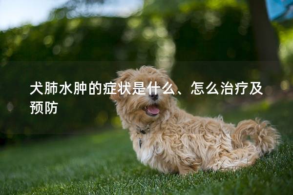 犬肺水肿的症状是什么、怎么治疗及预防