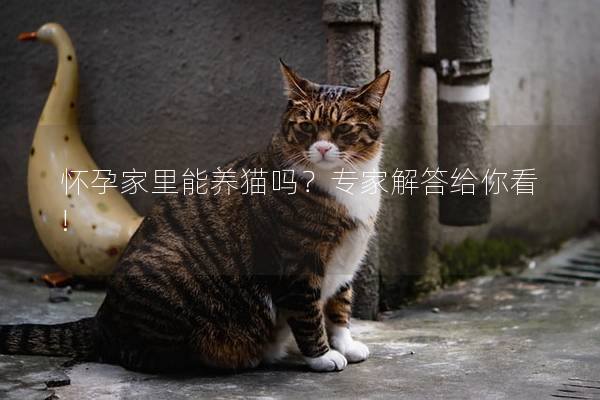 怀孕家里能养猫吗？专家解答给你看!