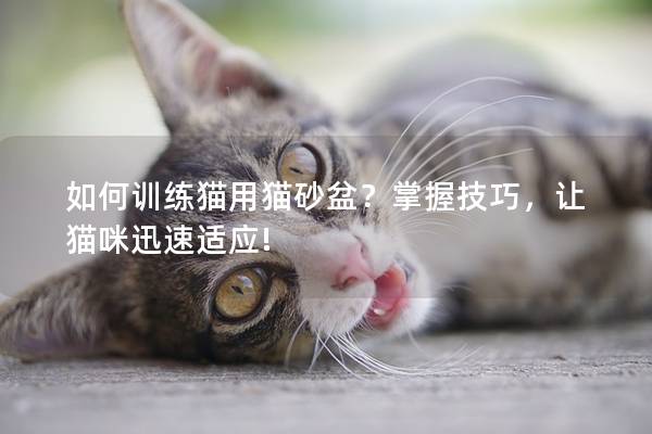 如何训练猫用猫砂盆？掌握技巧，让猫咪迅速适应!