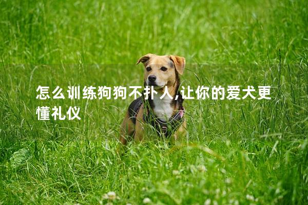 怎么训练狗狗不扑人,让你的爱犬更懂礼仪