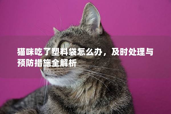 猫咪吃了塑料袋怎么办，及时处理与预防措施全解析