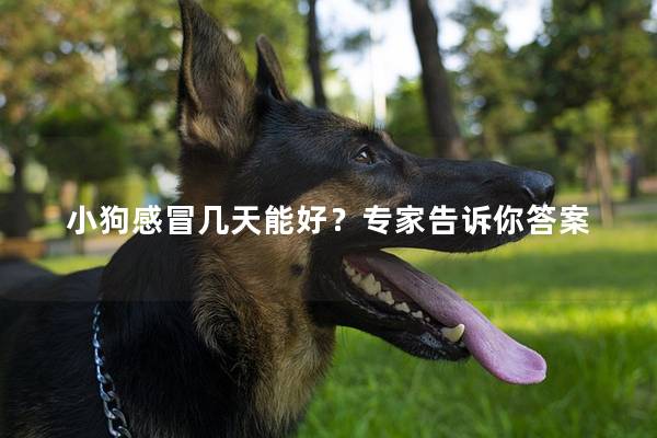 小狗感冒几天能好？专家告诉你答案