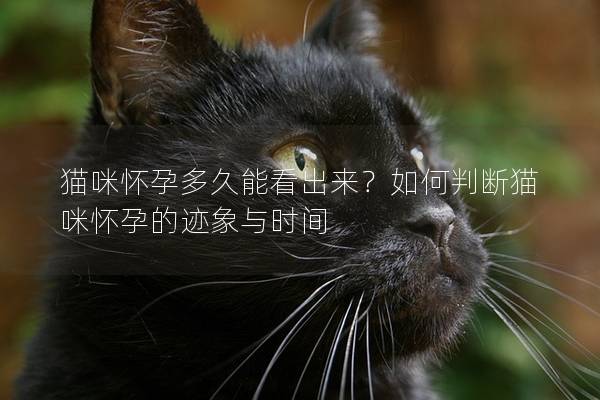 猫咪怀孕多久能看出来？如何判断猫咪怀孕的迹象与时间